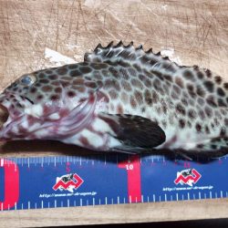 変わった魚が釣れた