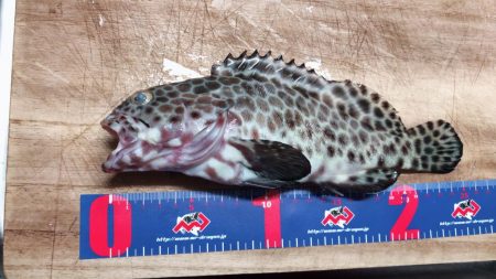 変わった魚が釣れた