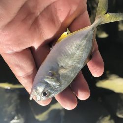 サナギフカセ最高!