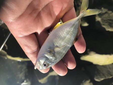 サナギフカセ最高!