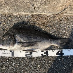 イチノ兄弟、釣果！