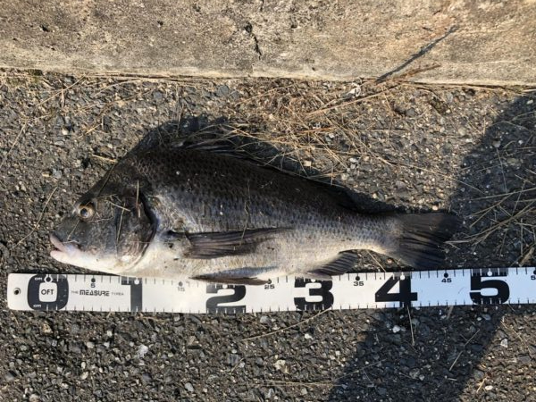 イチノ兄弟、釣果！