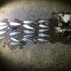 サッパは美味しいよね!