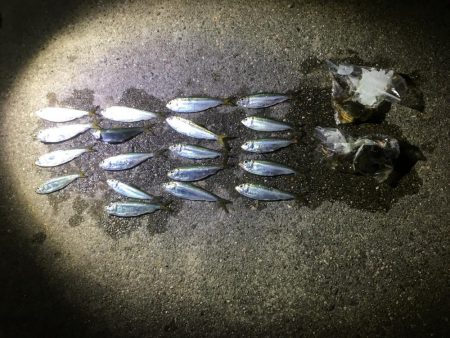 サッパは美味しいよね！