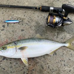 爆釣シオ！ ツバス！ カマス！