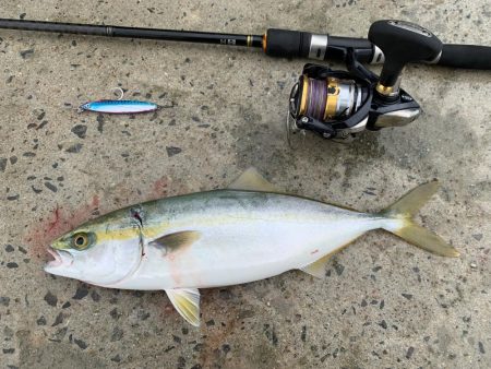 爆釣シオ！ ツバス！ カマス！