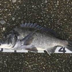 イチノ兄弟、釣果!