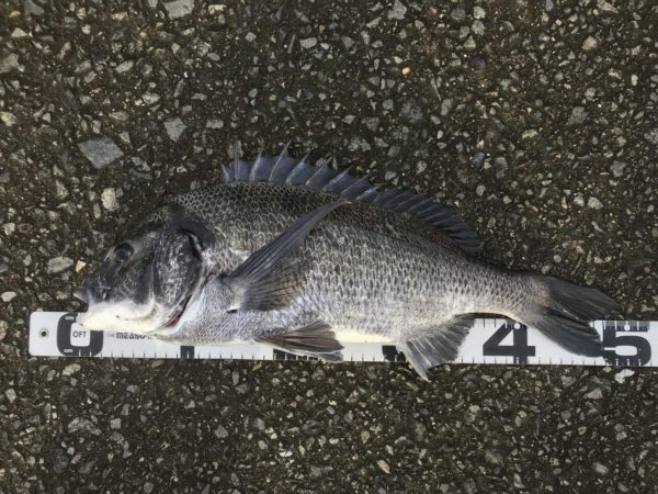 イチノ兄弟、釣果!