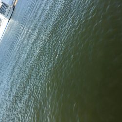 カマスフィッシング