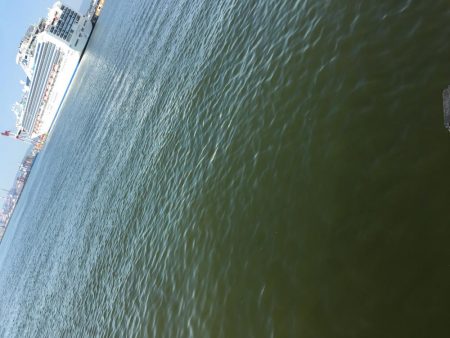 カマスフィッシング