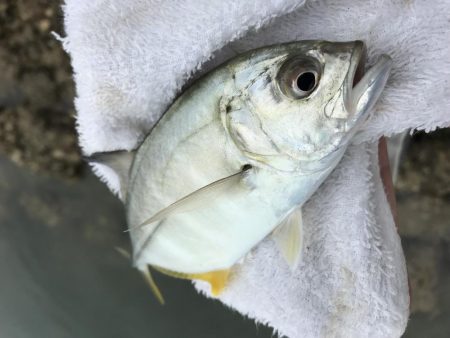 楽しいメッキ ！