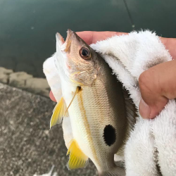 チヌポッパー最高!