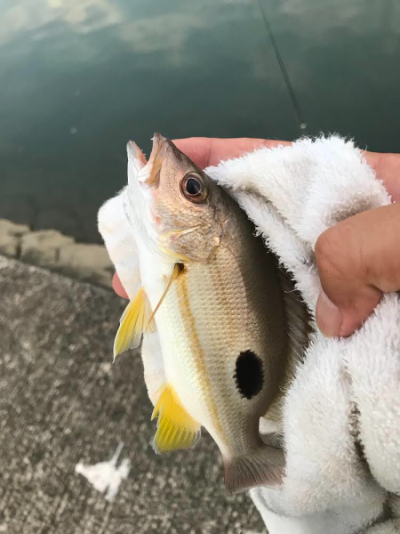 チヌポッパー最高!