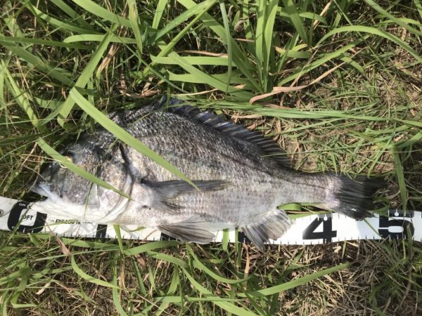 イチノ兄弟、釣果！！