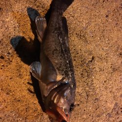 函館港のソイ釣り