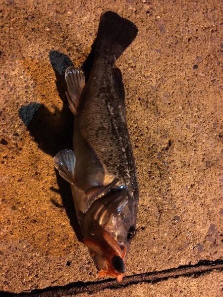 函館港のソイ釣り