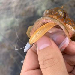 手軽にアコウ連発！