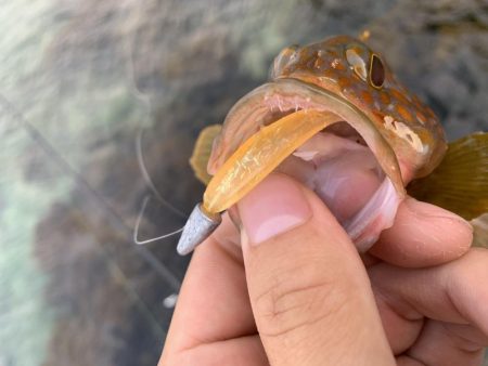 手軽にアコウ連発！