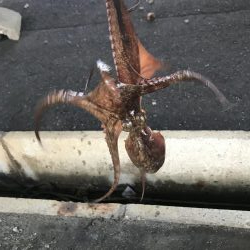 猛暑の中でもタコ