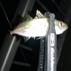 ケンサキイカ撃沈