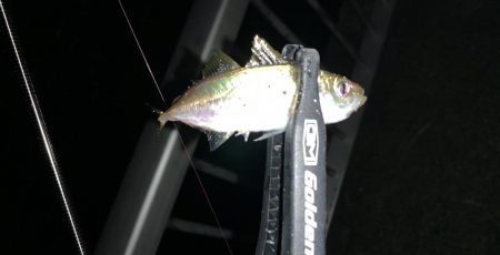 ケンサキイカ撃沈