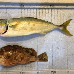 ソウダガツオ狙い