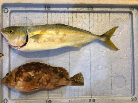 ソウダガツオ狙い