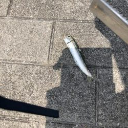 ツバスいない、タコまだいる