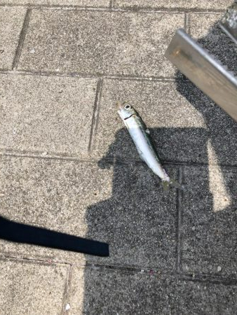 ツバスいない、タコまだいる