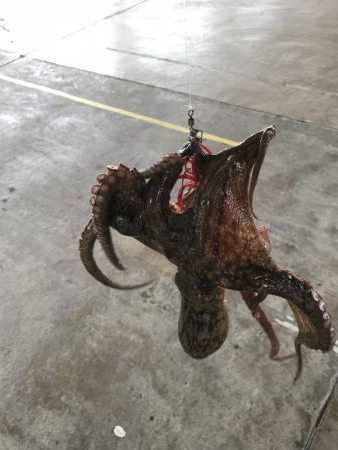 オクトパッシング