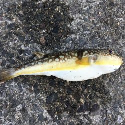 六目釣り！魚種沢山！