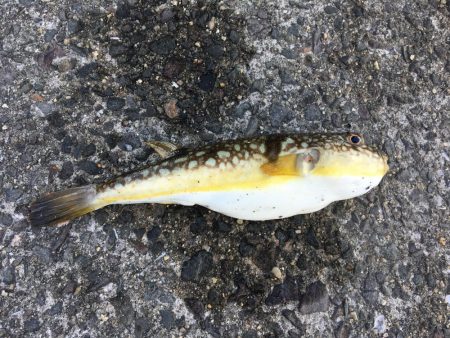 六目釣り！魚種沢山！