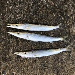 夏のライトショアジギング6