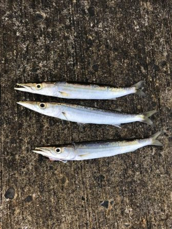 夏のライトショアジギング6