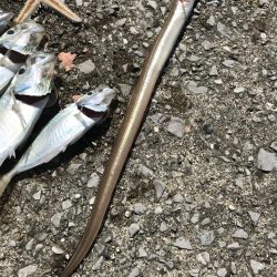 初夜釣りでいろいろ釣れた！