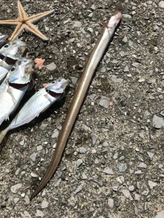 初夜釣りでいろいろ釣れた！