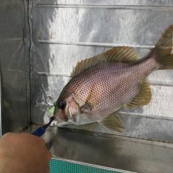 徳島県南レンタルボートでシオ