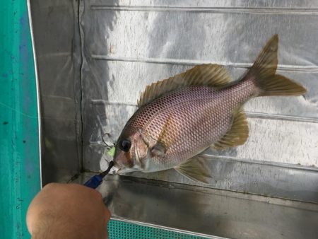 徳島県南レンタルボートでシオ