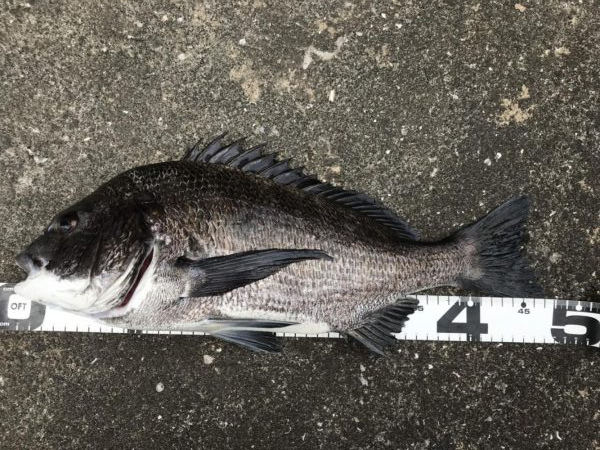 イチノ兄弟、釣果！