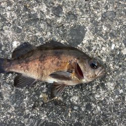 寝魚祭り メバル ガシラ アイナメ 石鯛 イシガキダイ中アジ 豆アジ爆釣！