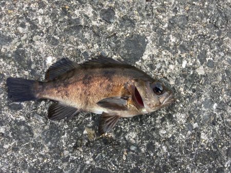 寝魚祭り メバル ガシラ アイナメ 石鯛 イシガキダイ中アジ 豆アジ爆釣！