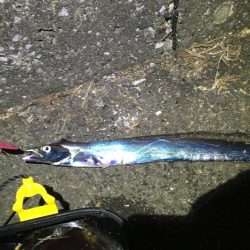 昨年末以来のタチウオ