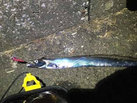 昨年末以来のタチウオ