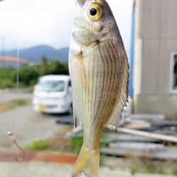 夕まずめの2ヒット