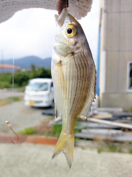 夕まずめの2ヒット