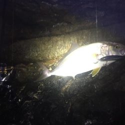 シオ ツバス ヒラセイゴ  パラダイス