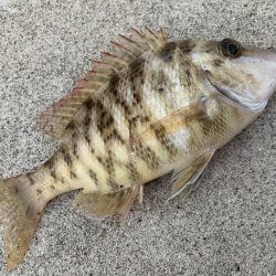 泳がせでアコウが…(^^)