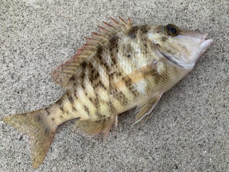 泳がせでアコウが…(^^)