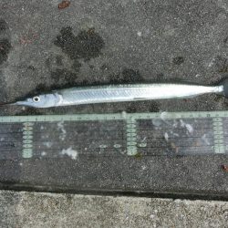 猛暑でもサヨリは絶好調