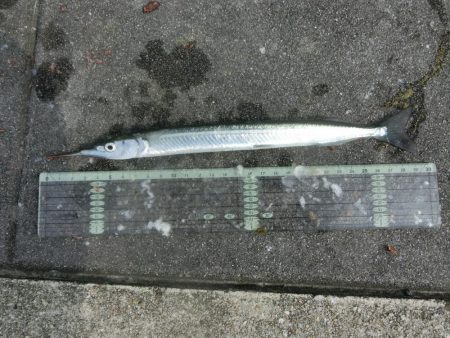 猛暑でもサヨリは絶好調